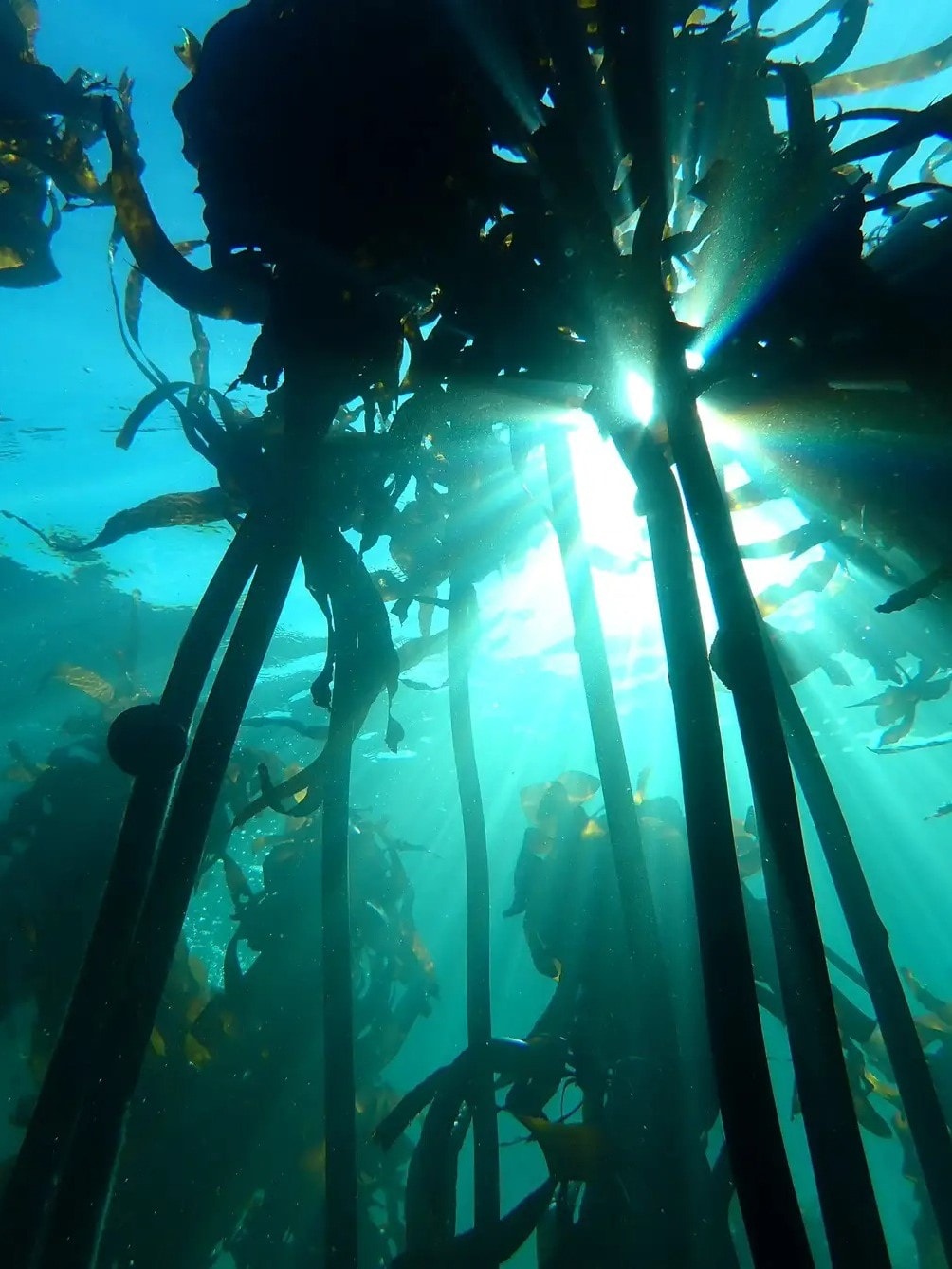 Diving Cape Town